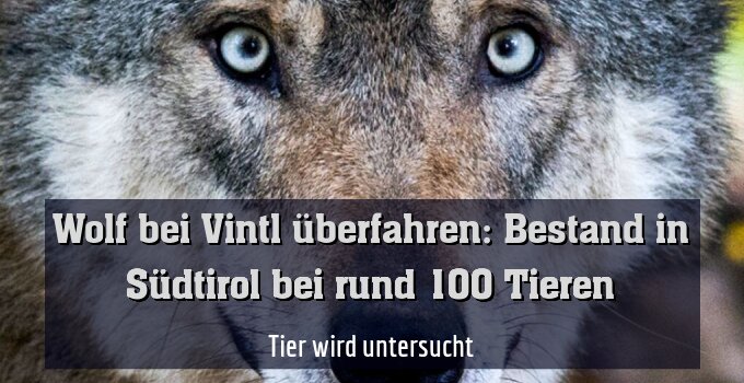 Tier wird untersucht