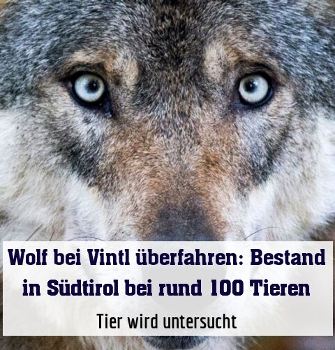 Tier wird untersucht