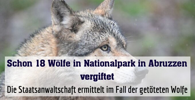 Die Staatsanwaltschaft ermittelt im Fall der getöteten Wolfe