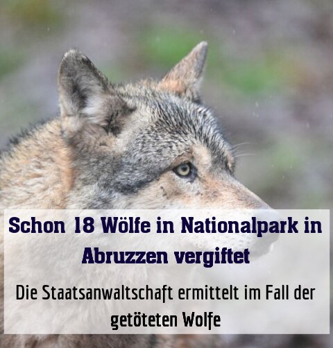 Die Staatsanwaltschaft ermittelt im Fall der getöteten Wolfe