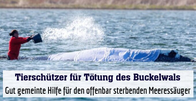 Gut gemeinte Hilfe für den offenbar sterbenden Meeressäuger