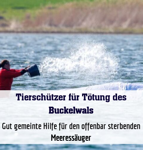 Gut gemeinte Hilfe für den offenbar sterbenden Meeressäuger