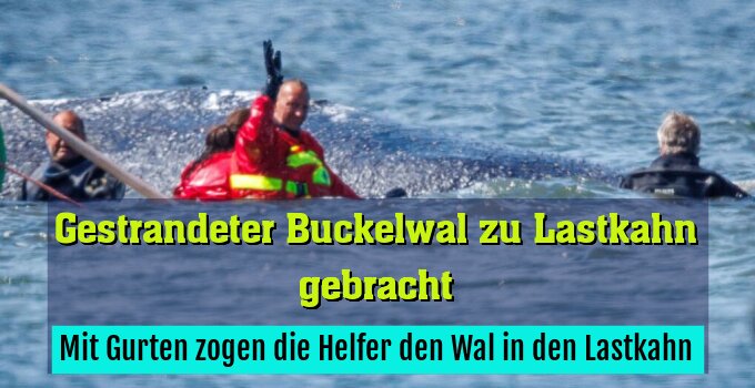Mit Gurten zogen die Helfer den Wal in den Lastkahn