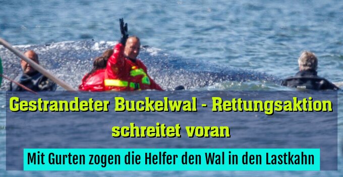 Mit Gurten zogen die Helfer den Wal in den Lastkahn