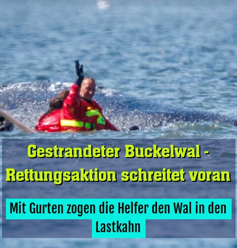 Mit Gurten zogen die Helfer den Wal in den Lastkahn