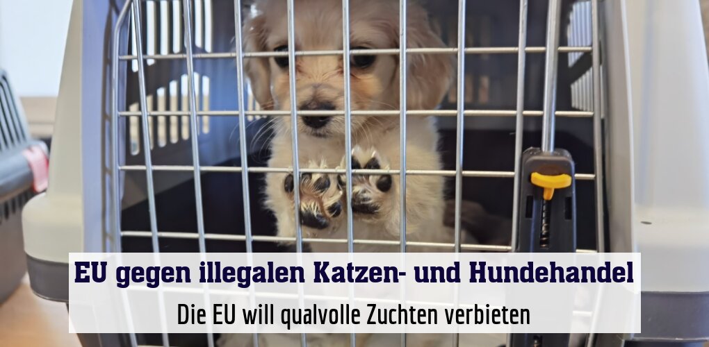 Die EU will qualvolle Zuchten verbieten