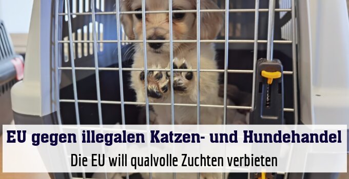 Die EU will qualvolle Zuchten verbieten
