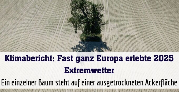 Ein einzelner Baum steht auf einer ausgetrockneten Ackerfläche