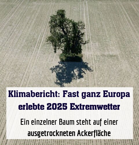 Ein einzelner Baum steht auf einer ausgetrockneten Ackerfläche
