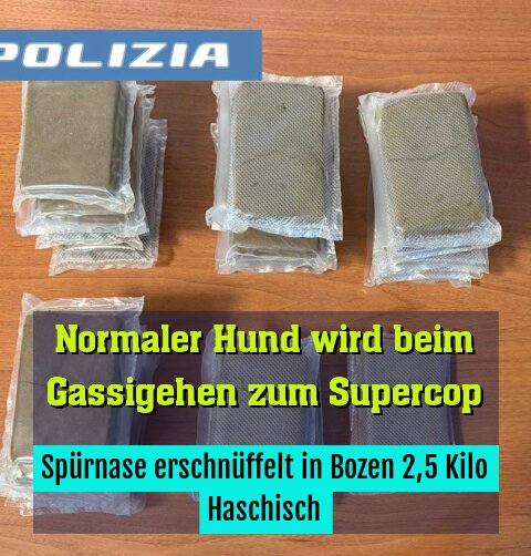 Spürnase erschnüffelt in Bozen 2,5 Kilo Haschisch