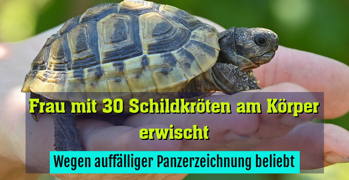 Wegen auffälliger Panzerzeichnung beliebt