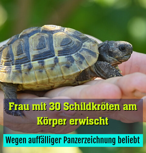 Wegen auffälliger Panzerzeichnung beliebt