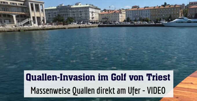 Massenweise Quallen direkt am Ufer - VIDEO