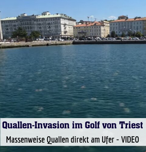 Massenweise Quallen direkt am Ufer - VIDEO