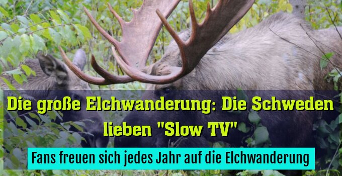 Fans freuen sich jedes Jahr auf die Elchwanderung