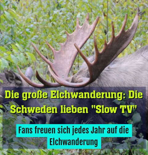 Fans freuen sich jedes Jahr auf die Elchwanderung