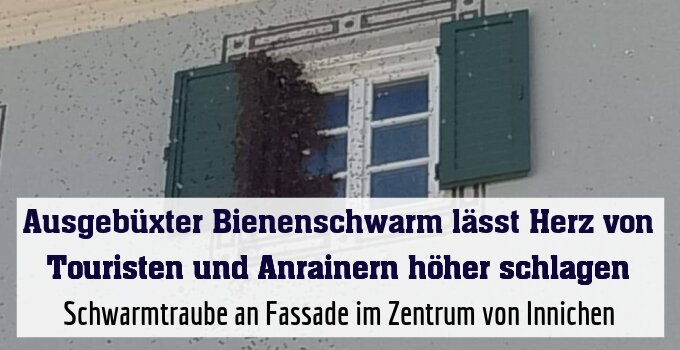 Schwarmtraube an Fassade im Zentrum von Innichen