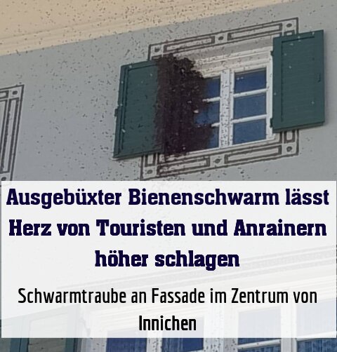 Schwarmtraube an Fassade im Zentrum von Innichen