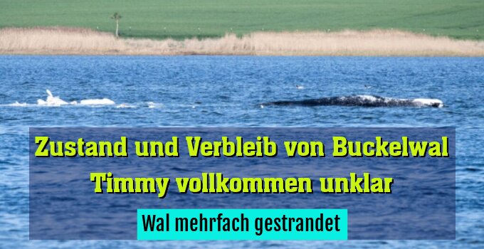 Wal mehrfach gestrandet