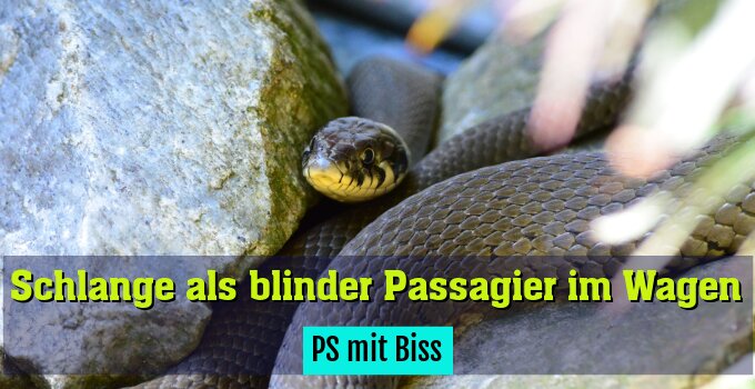 PS mit Biss