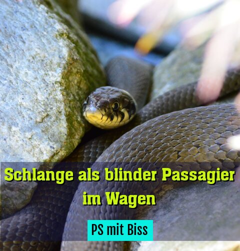 PS mit Biss
