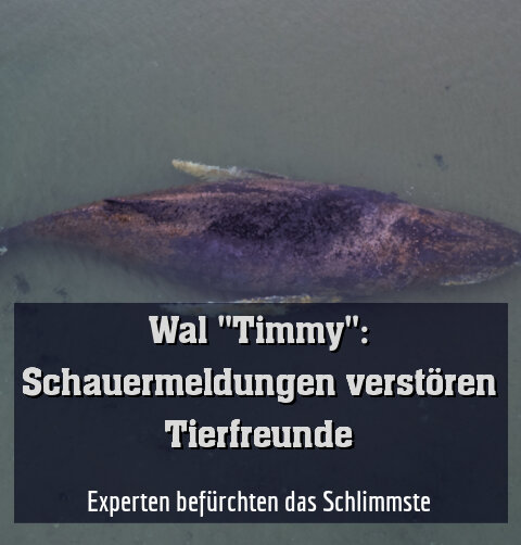 Experten fürchten das Schlimmste