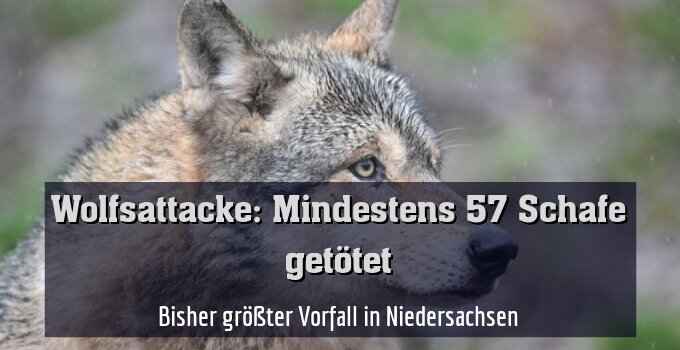 Bisher größter Vorfall in Niedersachsen