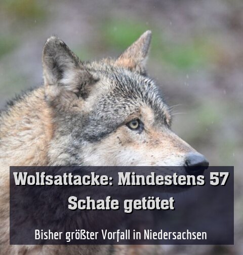 Bisher größter Vorfall in Niedersachsen