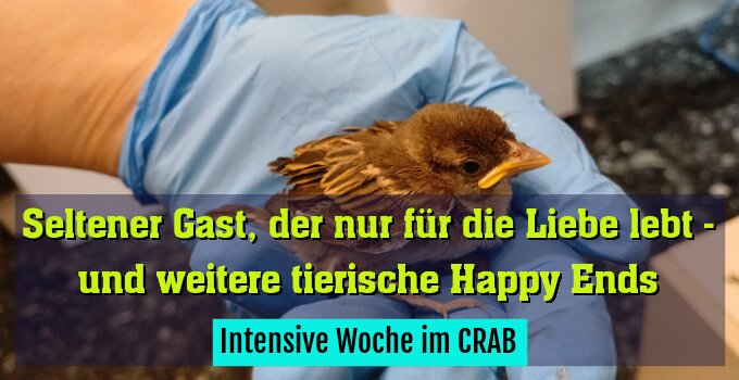 Intensive Woche im CRAB