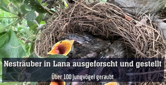 Über 100 Jungvögel geraubt