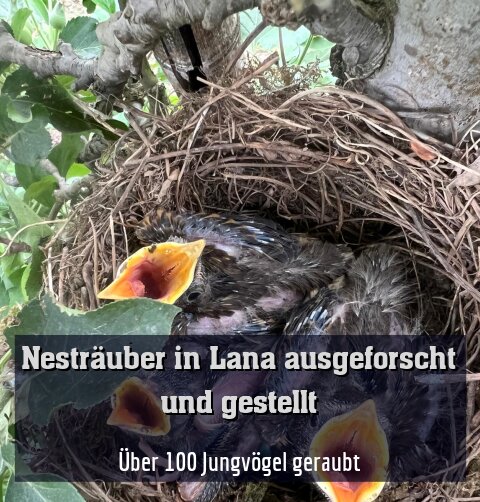 Über 100 Jungvögel geraubt