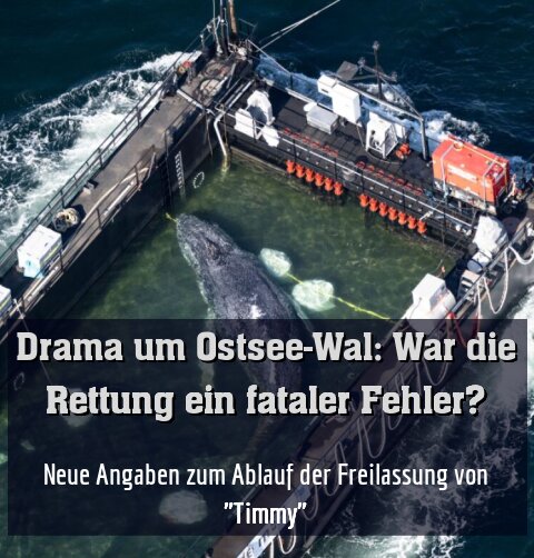 Neue Angaben zum Ablauf der Freilassung von "Timmy"