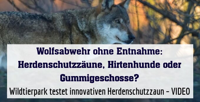 Wildtierpark testet innovativen Herdenschutzzaun – VIDEO