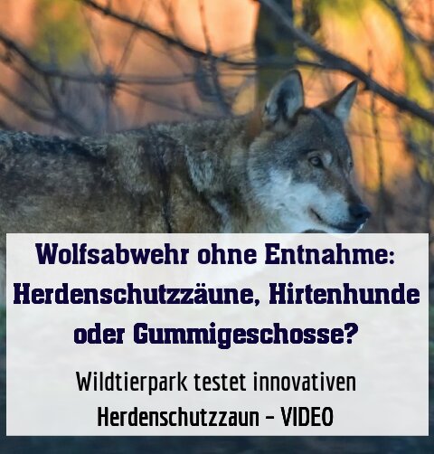 Wildtierpark testet innovativen Herdenschutzzaun – VIDEO