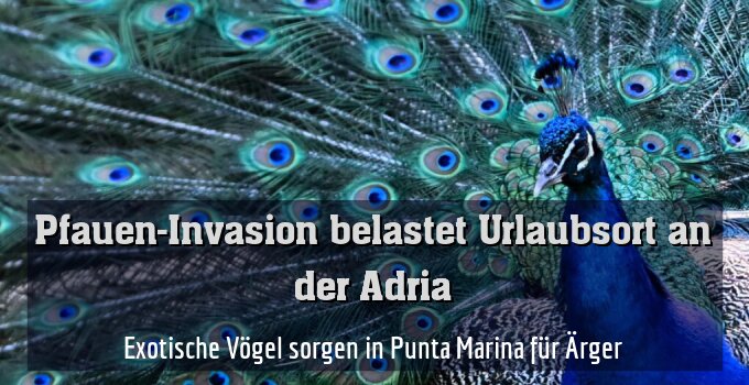 Exotische Vögel sorgen in Punta Marina für Ärger