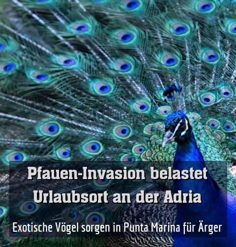 Exotische Vögel sorgen in Punta Marina für Ärger