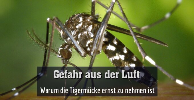  Warum die Tigermücke ernst zu nehmen ist