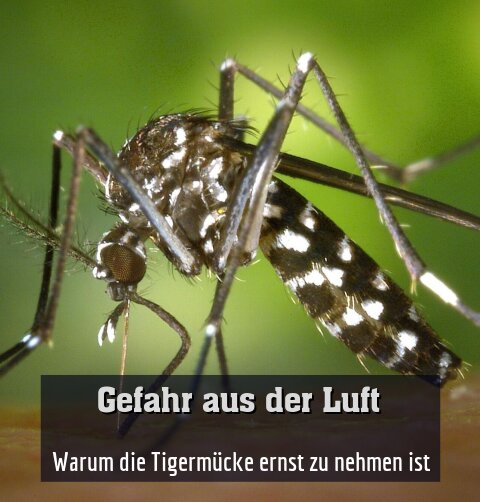  Warum die Tigermücke ernst zu nehmen ist