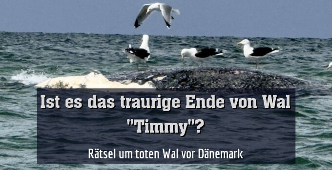 Rätsel um toten Wal vor Dänemark
