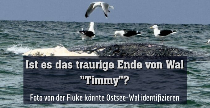 Foto von der Fluke könnte Ostsee-Wal identifizieren
