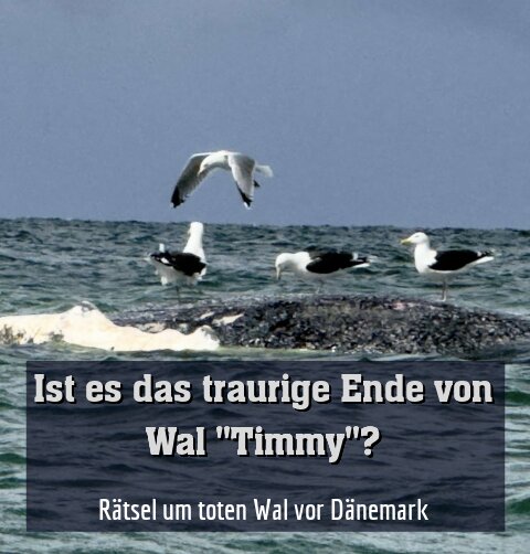 Rätsel um toten Wal vor Dänemark