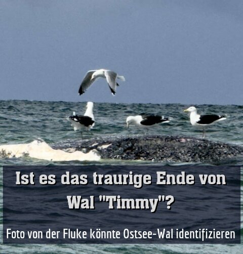 Foto von der Fluke könnte Ostsee-Wal identifizieren