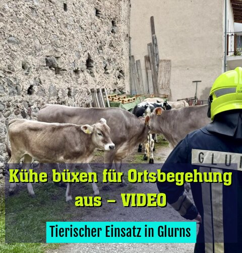Tierischer Einsatz in Glurns