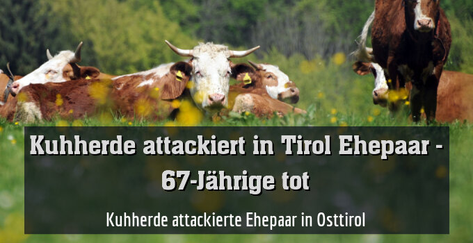 Kuhherde attackierte Ehepaar in Osttirol (Symbolbild)