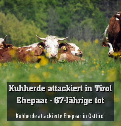 Kuhherde attackierte Ehepaar in Osttirol (Symbolbild)