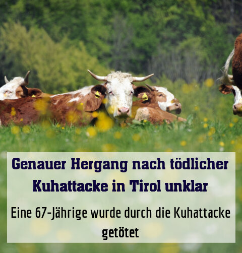 Eine 67-Jährige wurde durch die Kuhattacke getötet