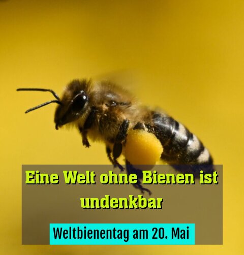 Weltbienentag am 20. Mai