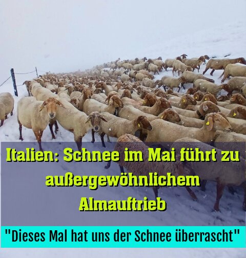 "Dieses Mal hat uns der Schnee überrascht"