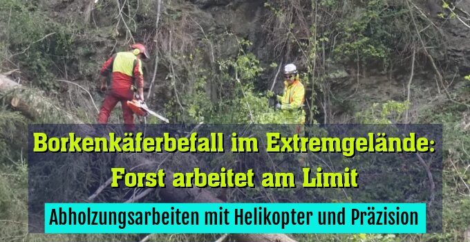 Abholzungsarbeiten mit Helikopter und Präzision