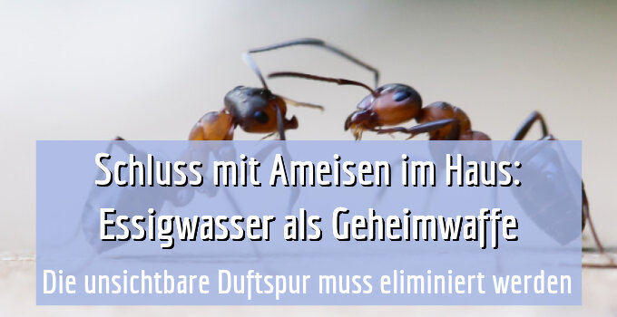 Die unsichtbare Duftspur muss eliminiert werden